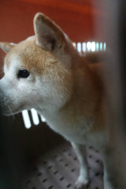 宜蘭縣待認養狗｜柴犬｜黃色｜公