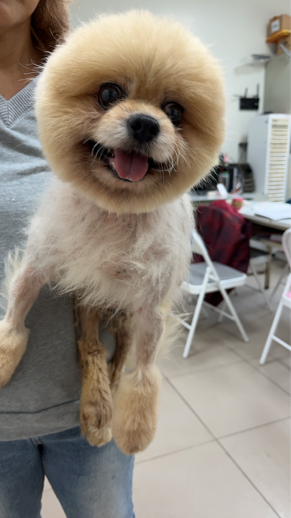 新北市待認養狗 博美犬