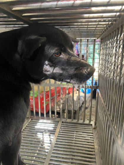 台南市待認養狗｜混種犬｜黑色｜公