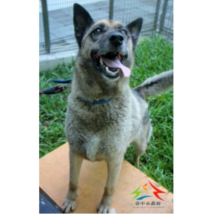 台中市待認養狗｜混種犬｜黑棕色｜母