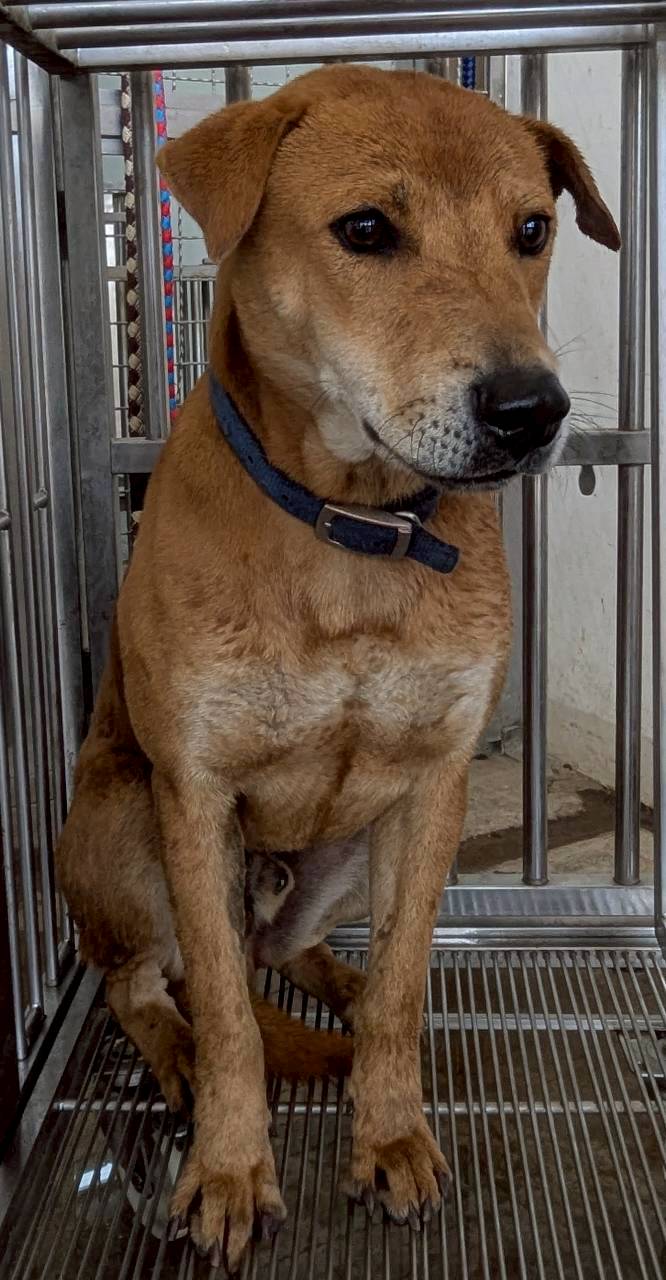 花蓮縣待認養狗 混種犬