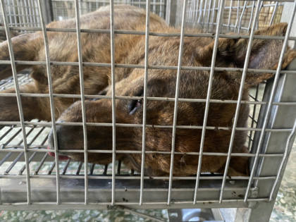 台南市待認養狗｜混種犬｜虎斑色｜公