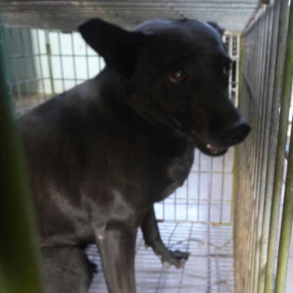 台南市待認養狗｜混種犬｜黑色｜母