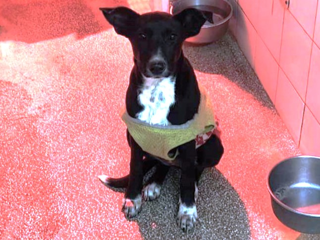 高雄市待認養狗 混種犬