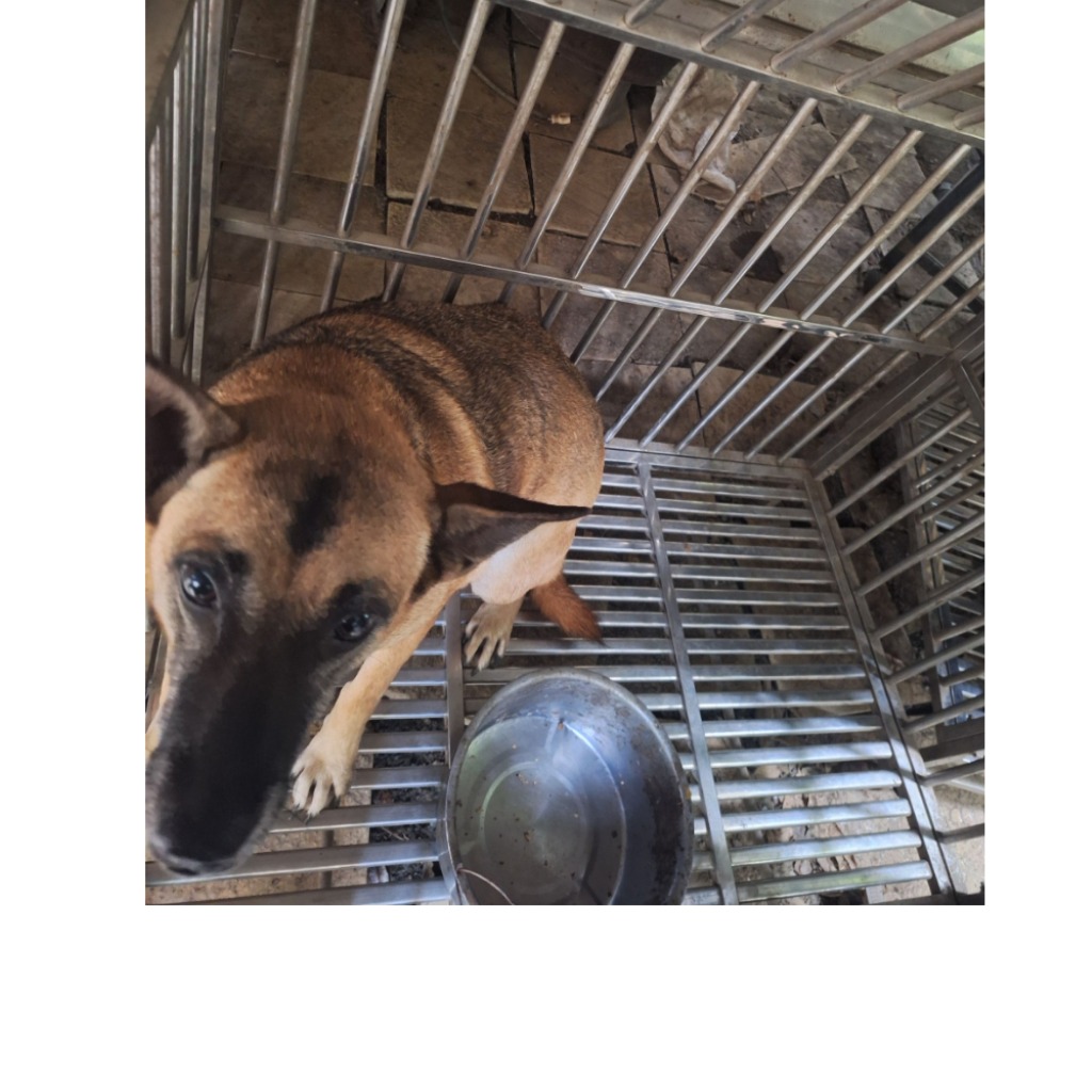 雲林縣已領養狗 混種犬