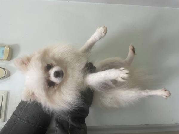 嘉義市待認養狗 博美犬