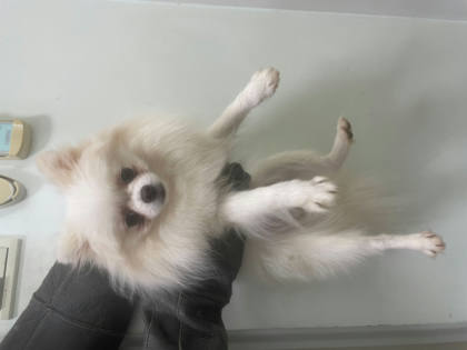 嘉義市待認養狗｜博美犬｜白色｜母