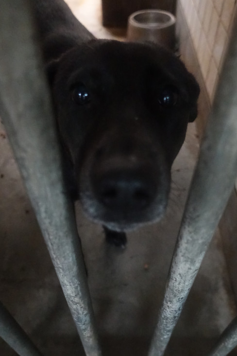 宜蘭縣待認養狗 混種犬