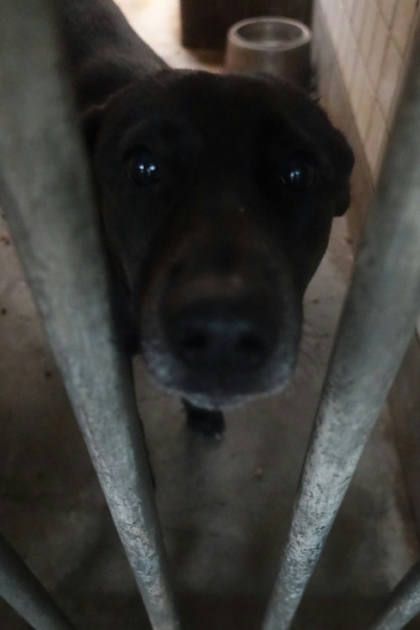 宜蘭縣待認養狗｜混種犬｜黑色｜母