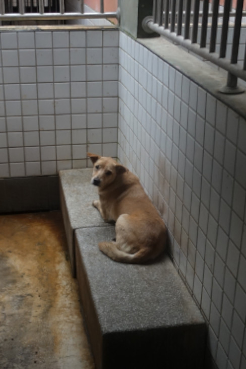宜蘭縣待認養狗 混種犬