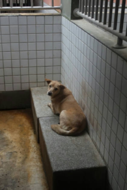 宜蘭縣待認養狗｜混種犬｜黃色｜母