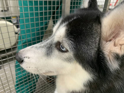 台北市待認養狗｜哈士奇(西伯利亞雪橇犬)｜黑白色｜公