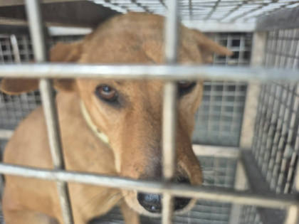 台南市待認養狗｜混種犬｜黃色｜公
