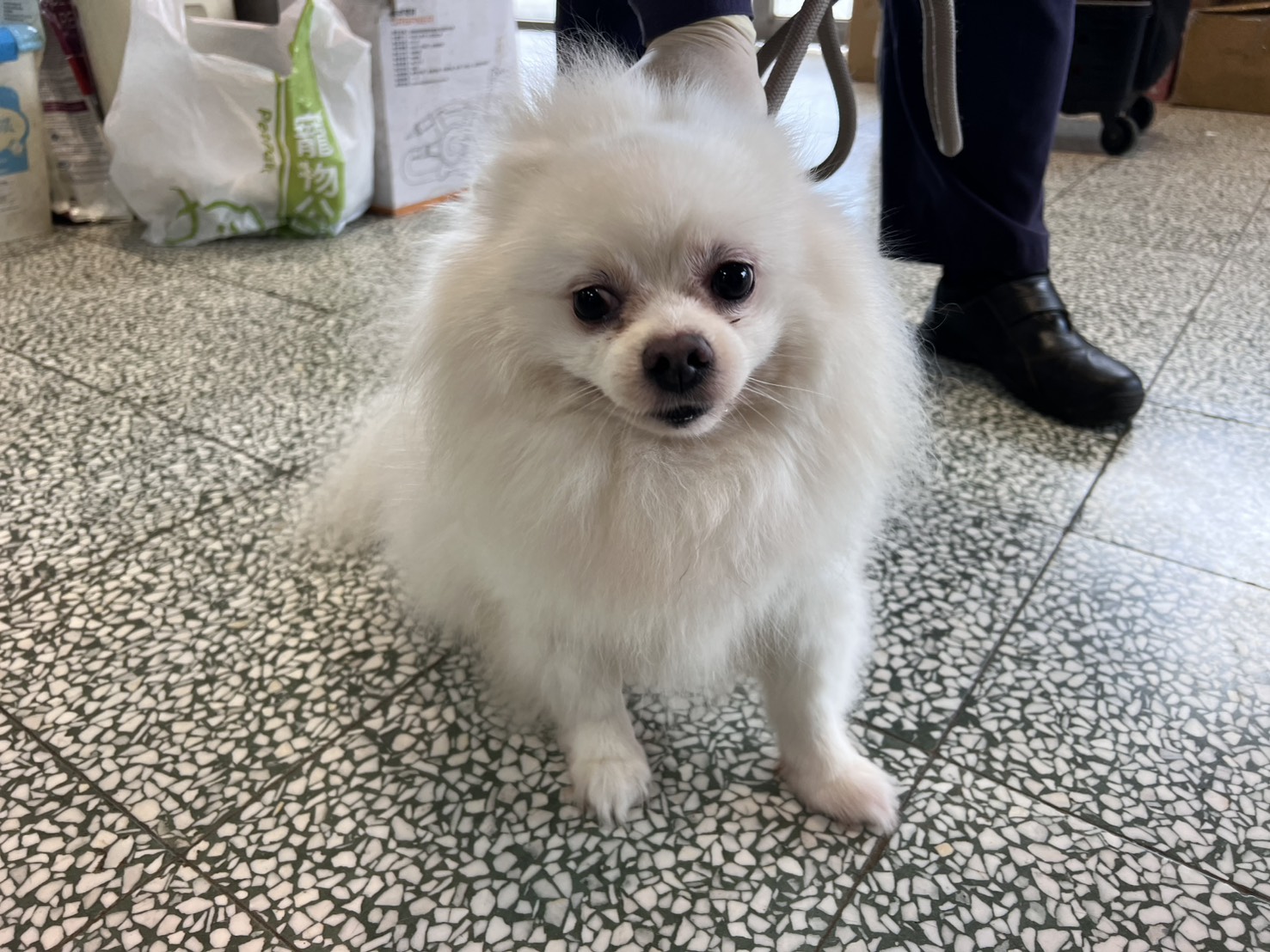 桃園市待認養狗 博美犬