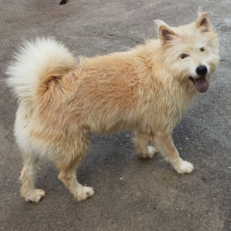 雲林縣已領養狗 混種犬