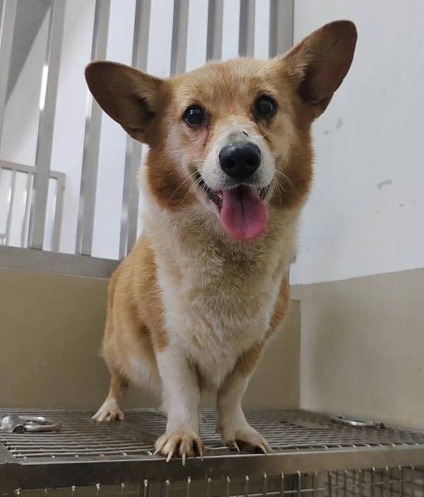 嘉義市待認養狗 威爾斯柯基犬