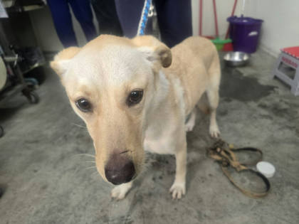 台北市待認養狗｜混種犬｜黃色｜母