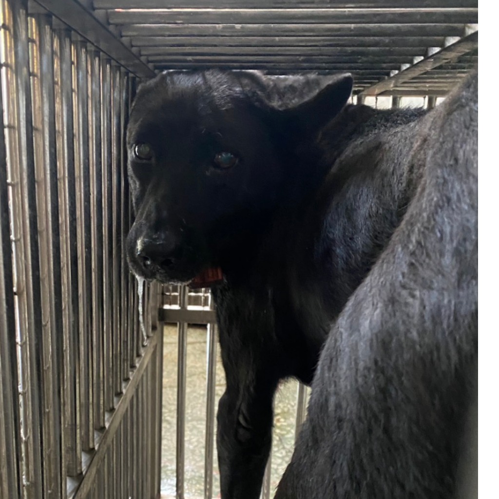 台南市待認養狗 混種犬