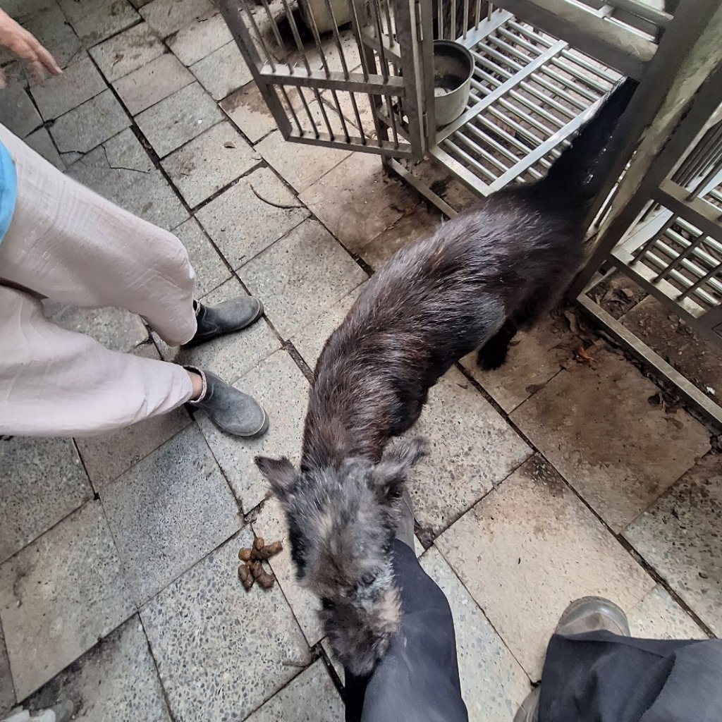 雲林縣已領養狗 混種犬