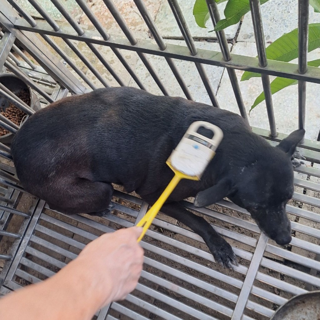 雲林縣已領養狗 混種犬