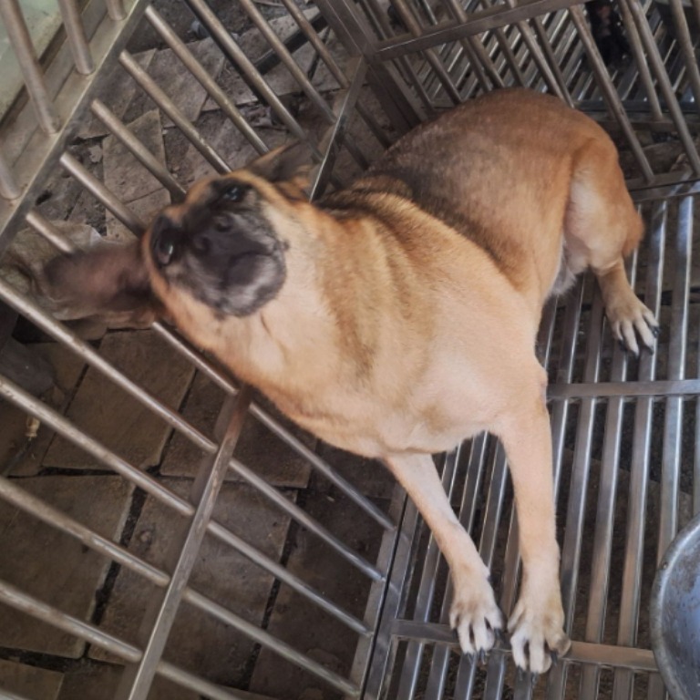 雲林縣已領養狗 混種犬