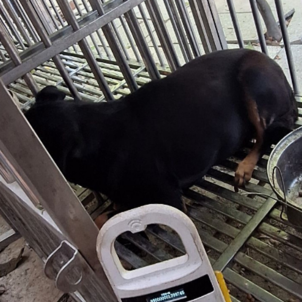 雲林縣已領養狗 混種犬