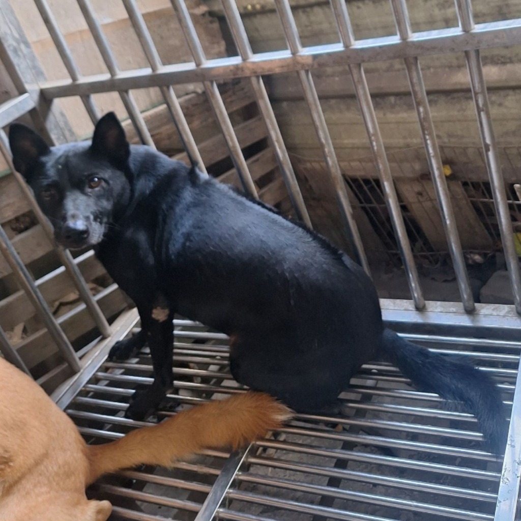 雲林縣已領養狗 混種犬