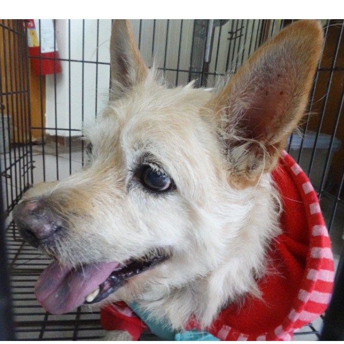 台南市待認養狗 混種犬
