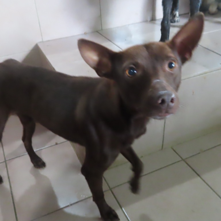 台南市待認養狗 混種犬