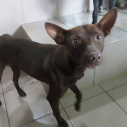 台南市待認養狗｜混種犬｜咖啡色｜公