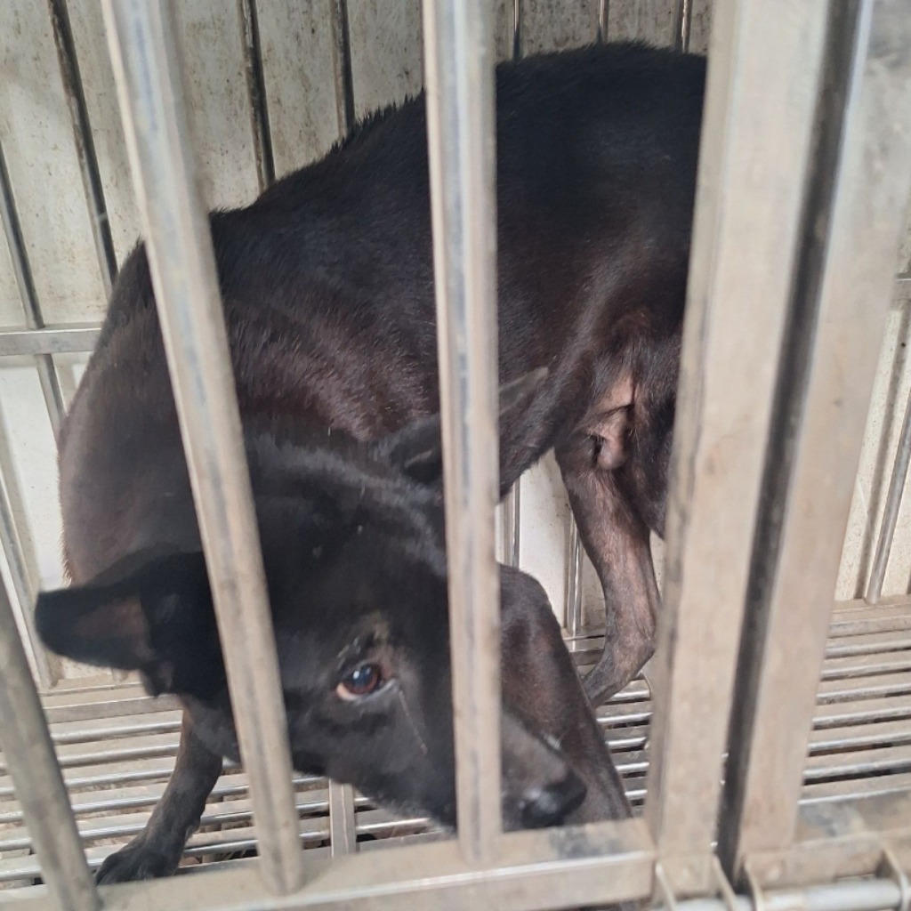 雲林縣已領養狗 混種犬