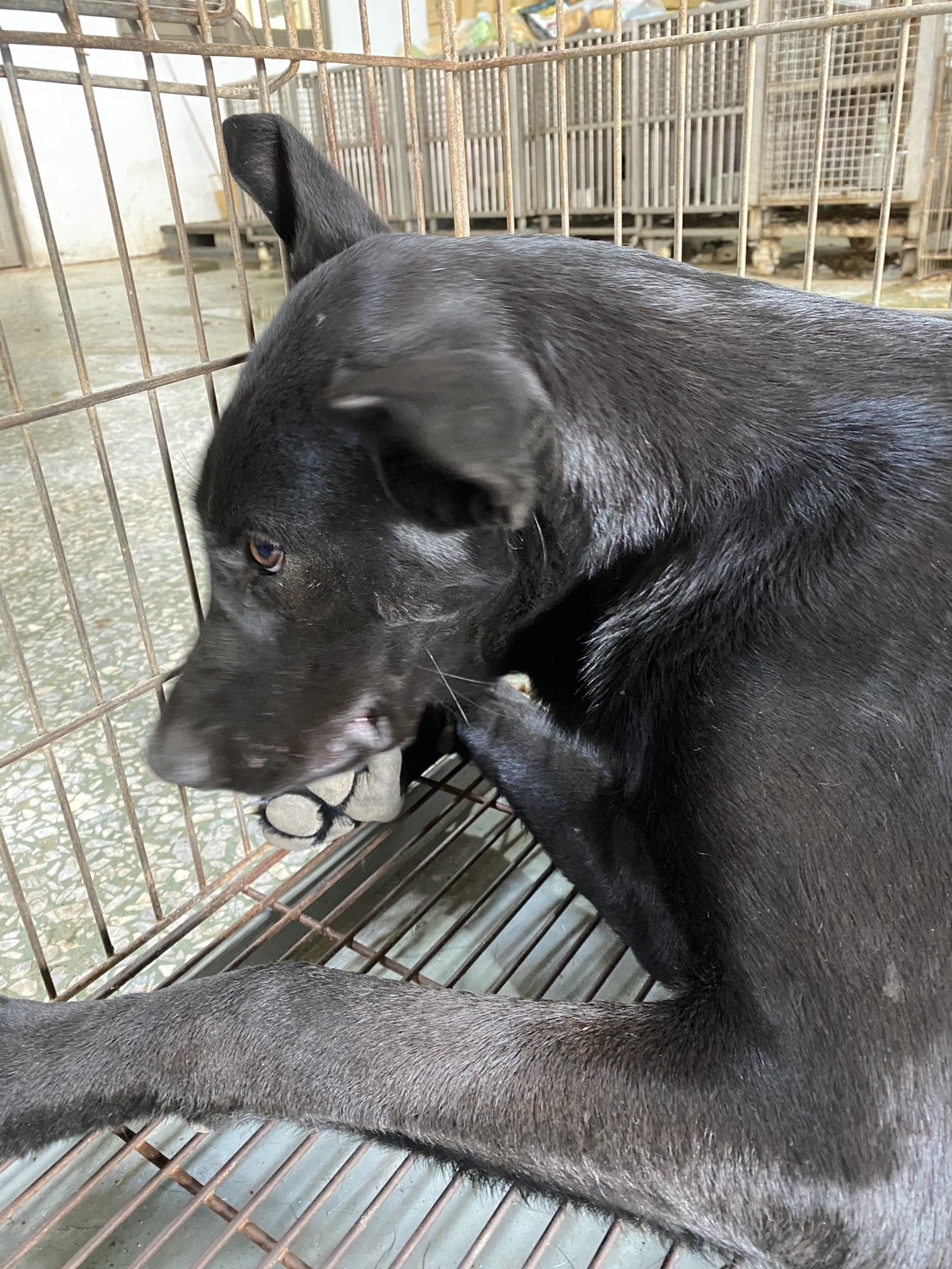 台南市待認養狗 混種犬