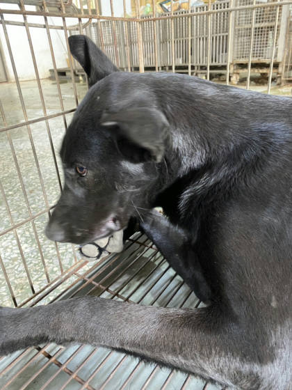 台南市待認養狗｜混種犬｜黑色｜公