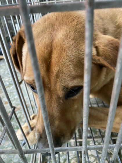 台南市待認養狗｜混種犬｜黃色｜公