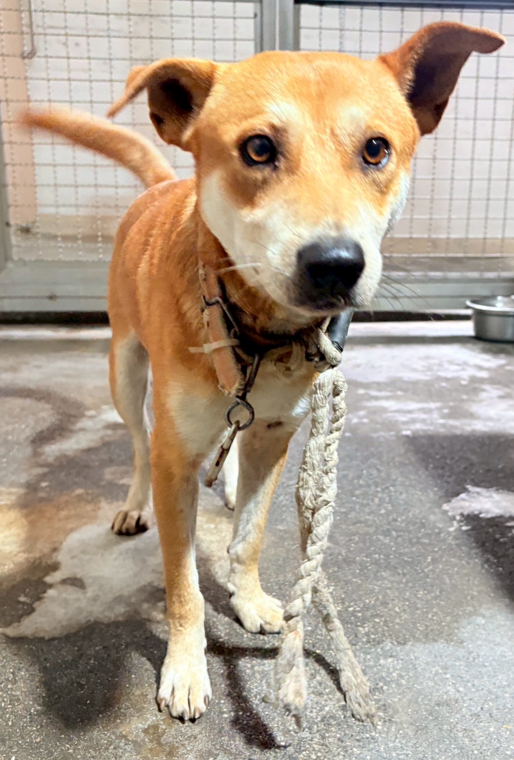 花蓮縣待認養狗 混種犬