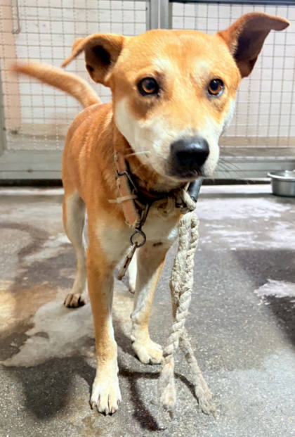 花蓮縣待認養狗｜混種犬｜黃色｜公