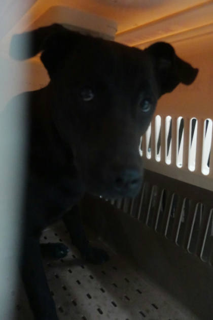 宜蘭縣待認養狗｜混種犬｜黑色｜母