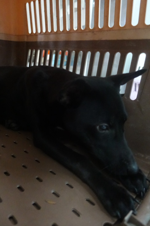宜蘭縣待認養狗 混種犬