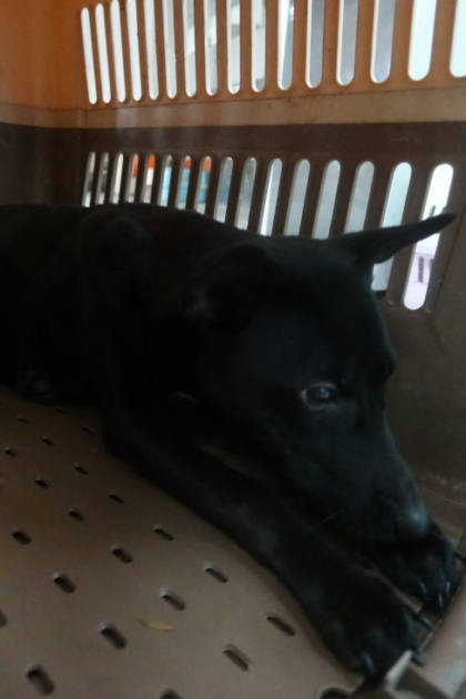 宜蘭縣待認養狗｜混種犬｜黑色｜母
