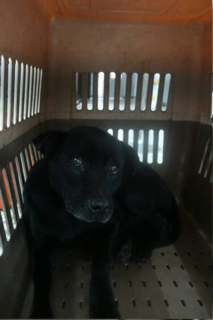 宜蘭縣待認養狗｜混種犬｜黑色｜公