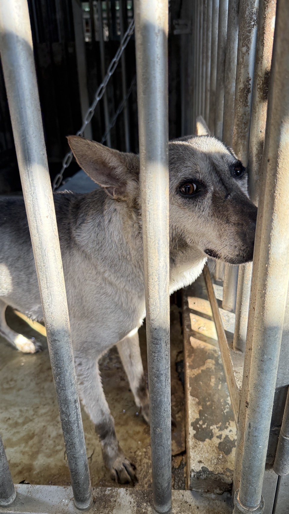 台南市待認養狗 混種犬