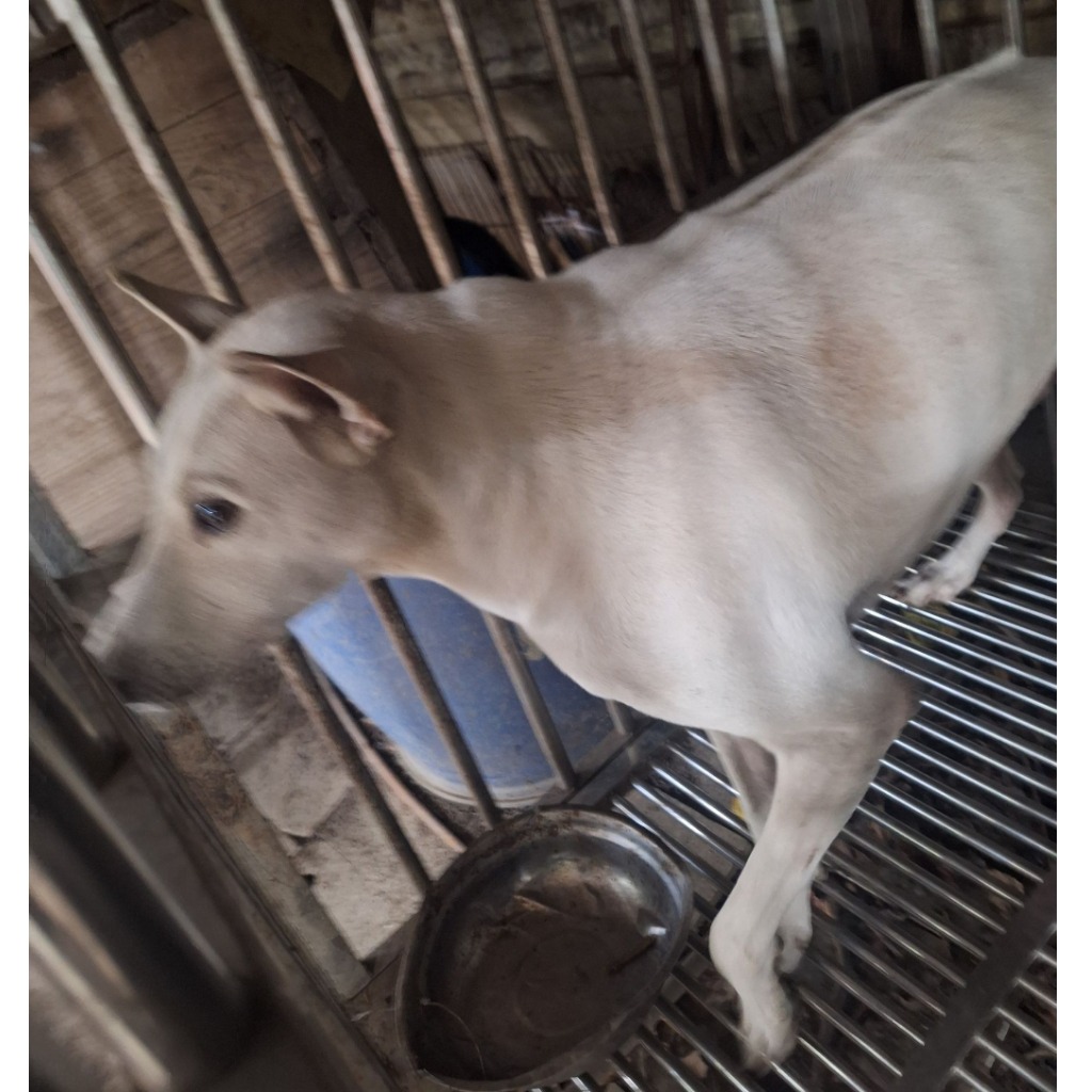 雲林縣已領養狗 混種犬