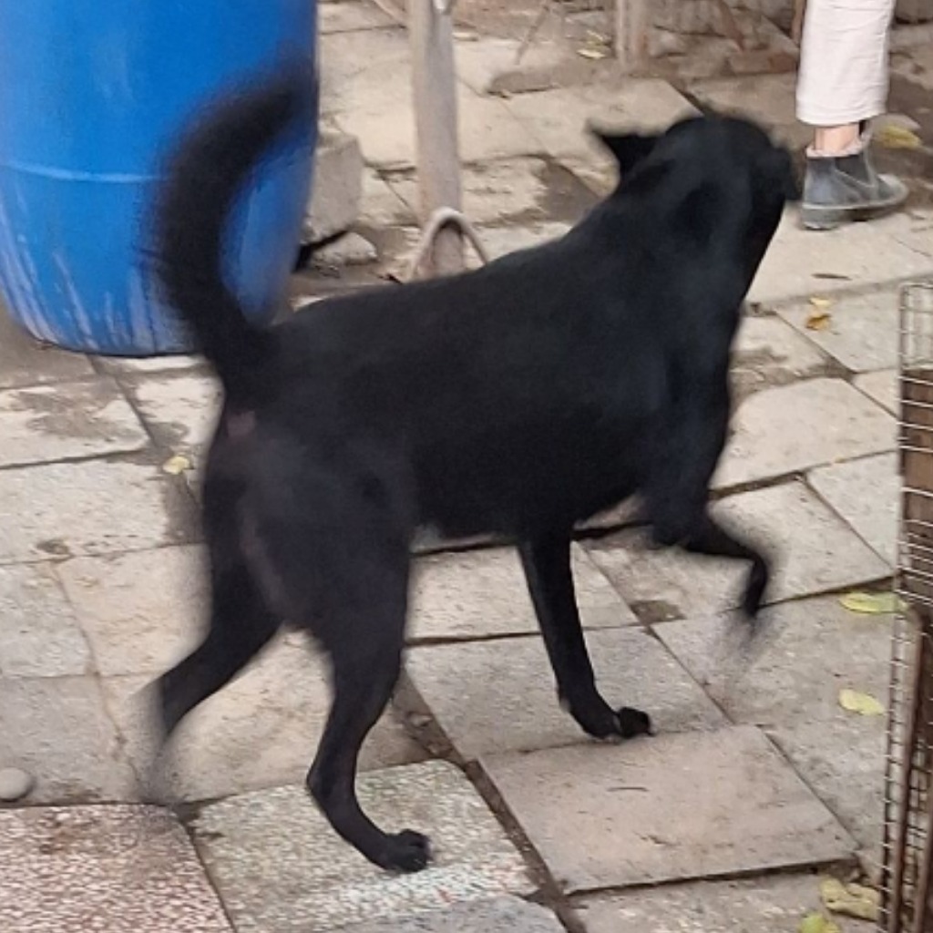 雲林縣已領養狗 混種犬