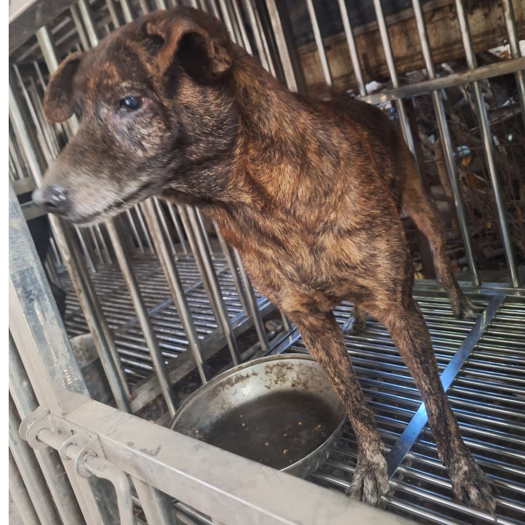 雲林縣已領養狗 混種犬