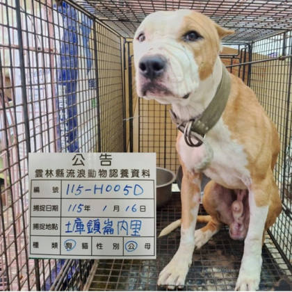 雲林縣待認養狗｜比特犬｜棕白色｜公