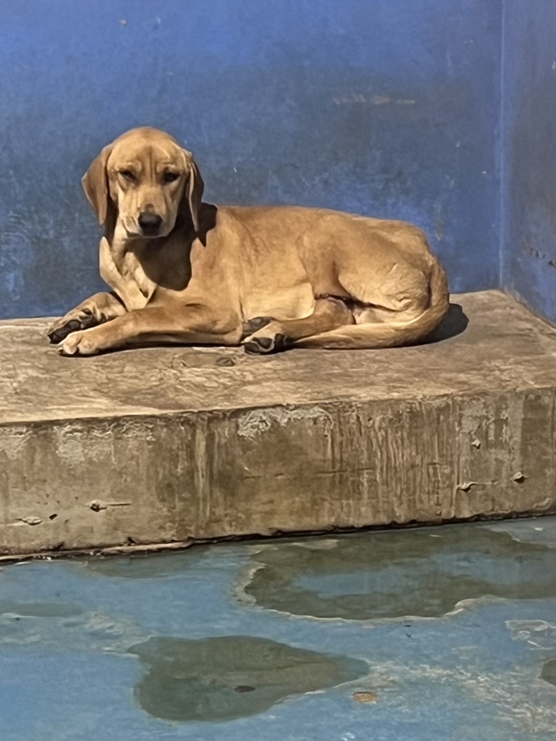 苗栗縣待認養狗 混種犬