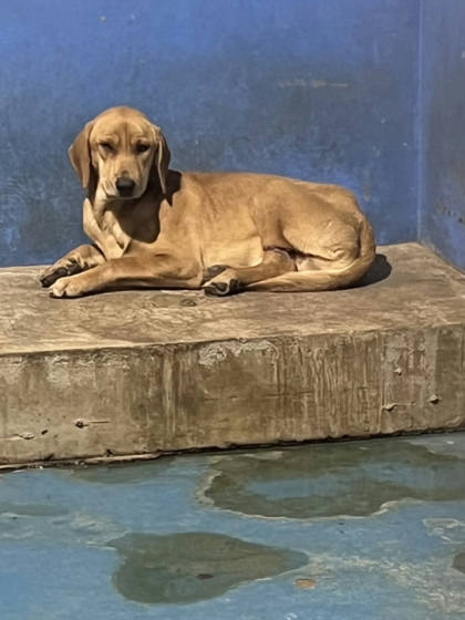 苗栗縣待認養狗｜混種犬｜棕色｜公