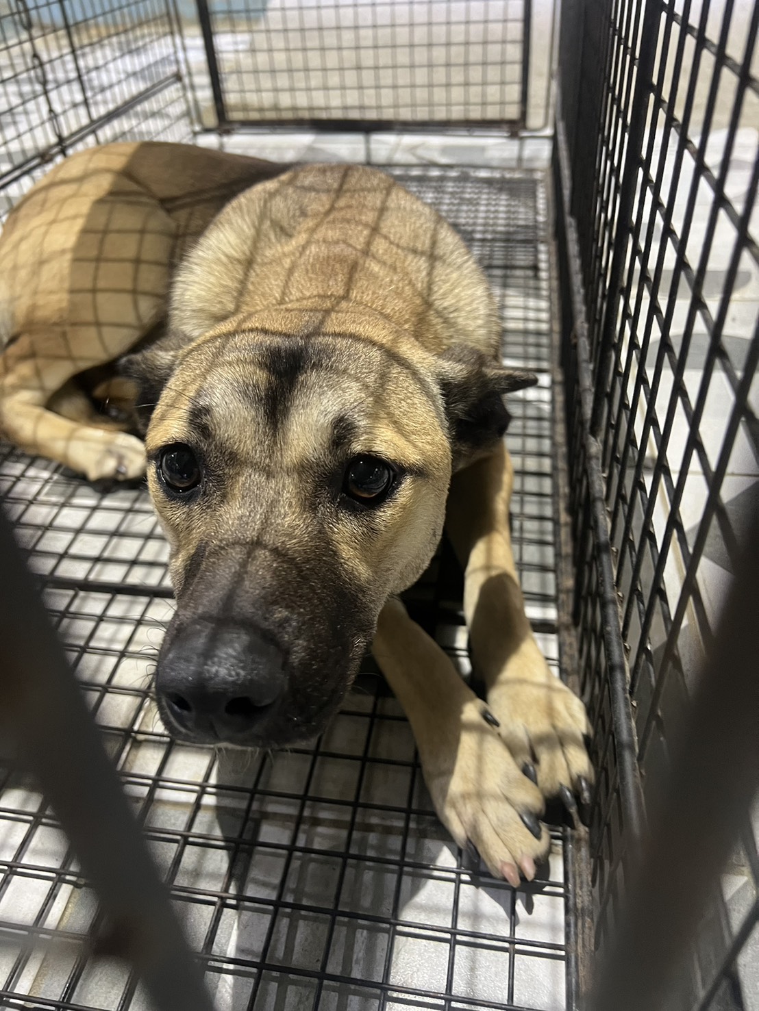 苗栗縣待認養狗 混種犬