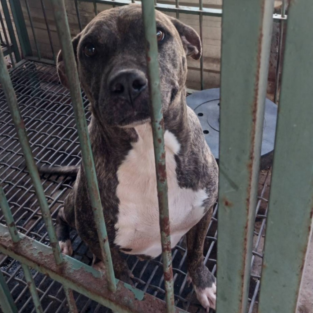 雲林縣已領養狗 比特犬