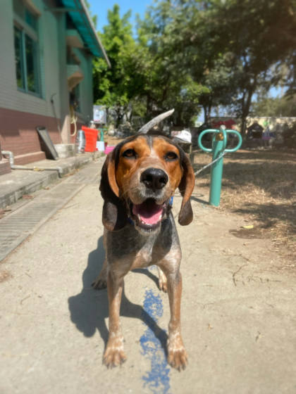 台南市待認養狗｜波音達指示犬(英系)｜花色｜母